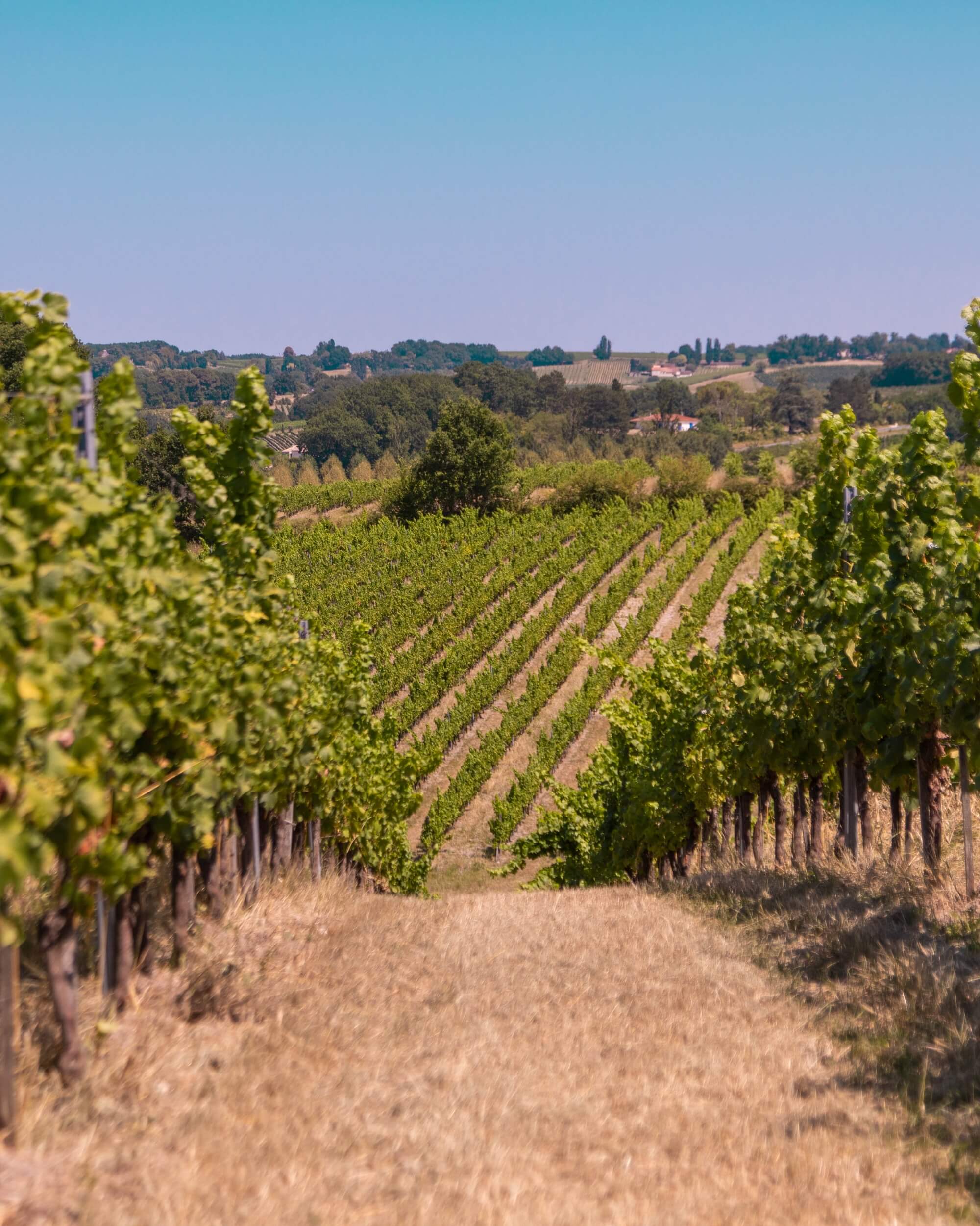 Vignes Domaine du Haut Montlong refonte Shopify