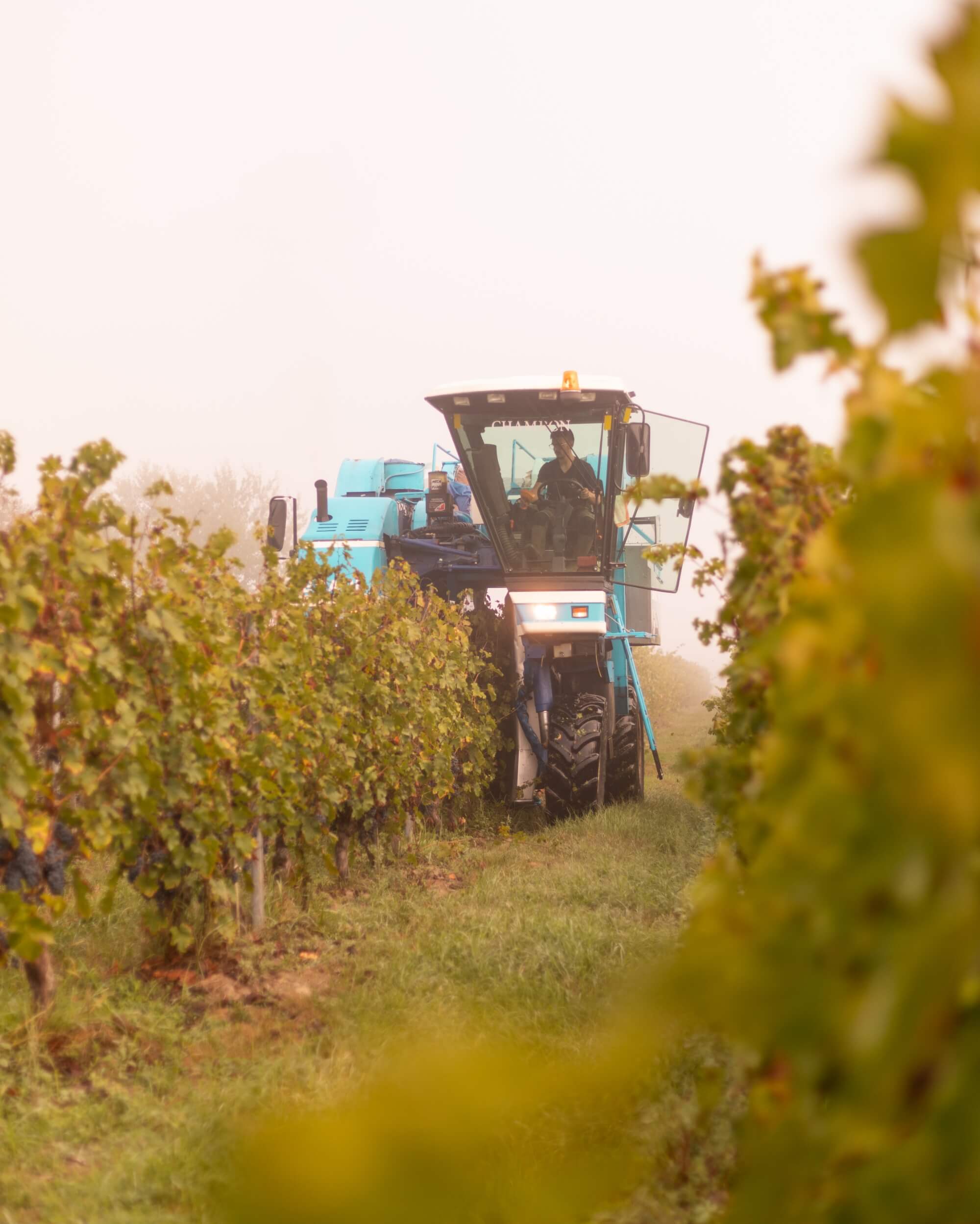 Visuel vendanges Domaine du Haut Montlong refonte Shopify