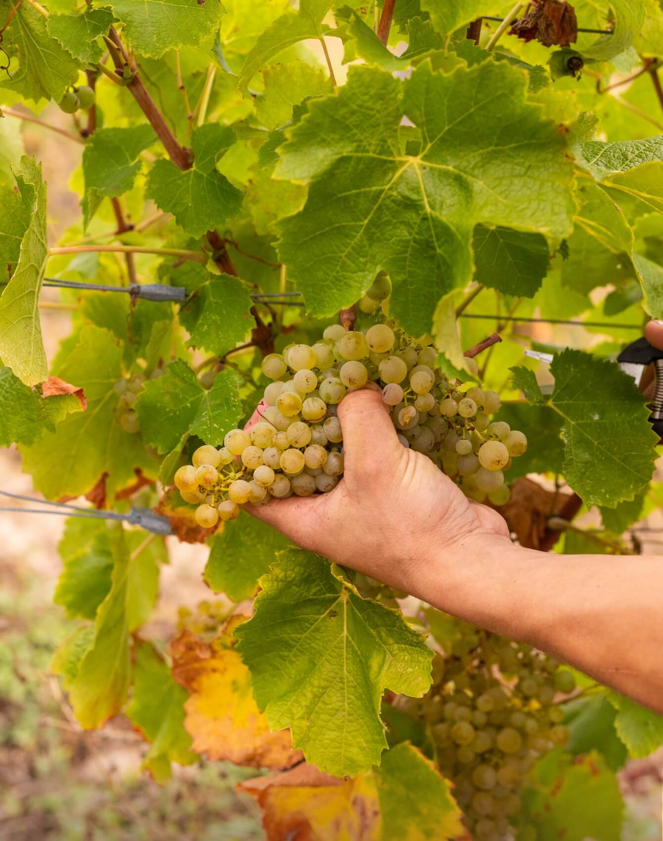 Migration et refonte Shopify Haut Montlong