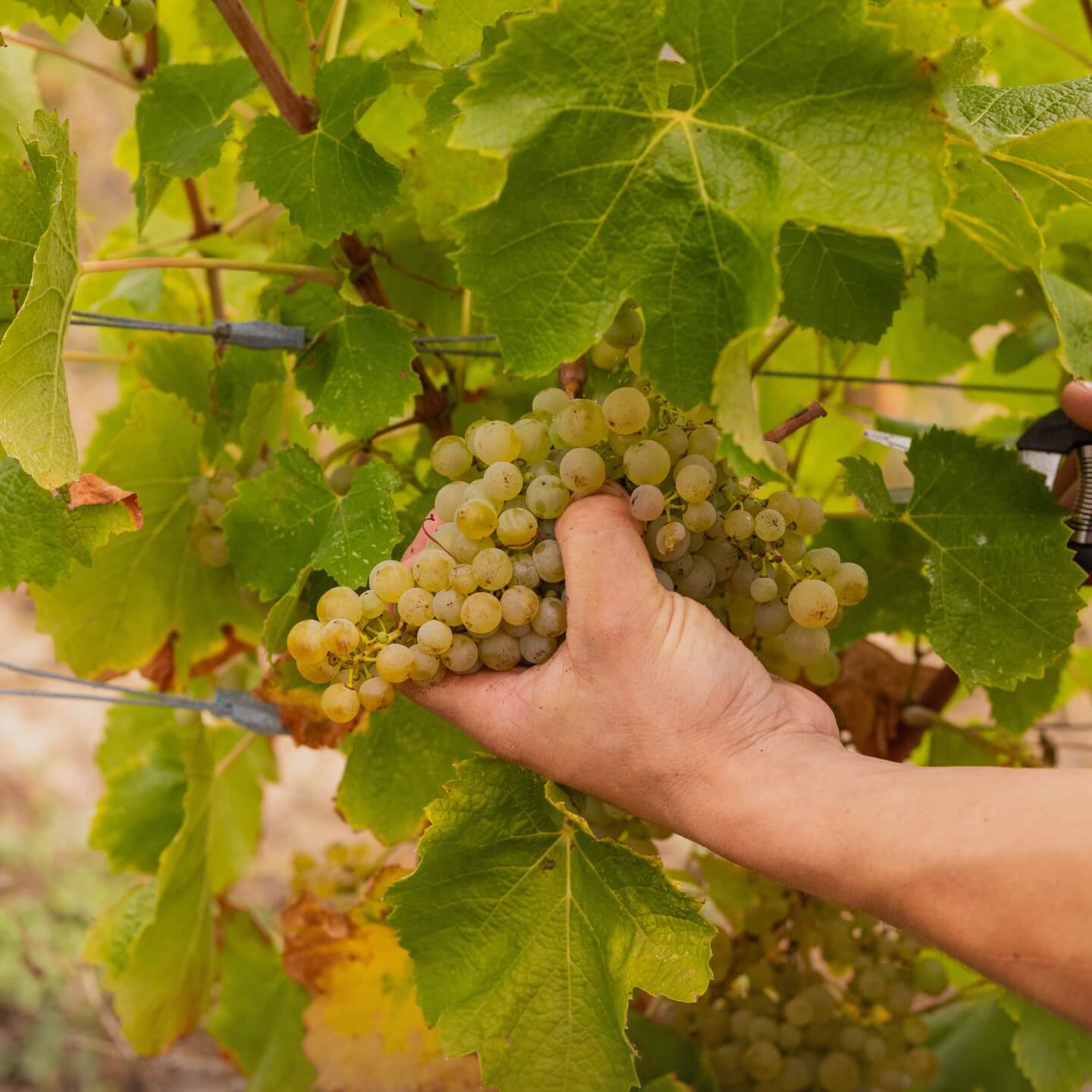 Site Shopify de la marque Domaine du Haut Montlong